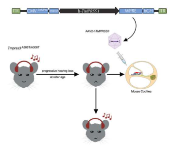 基因疗法首次挽救老年小鼠模型的听力