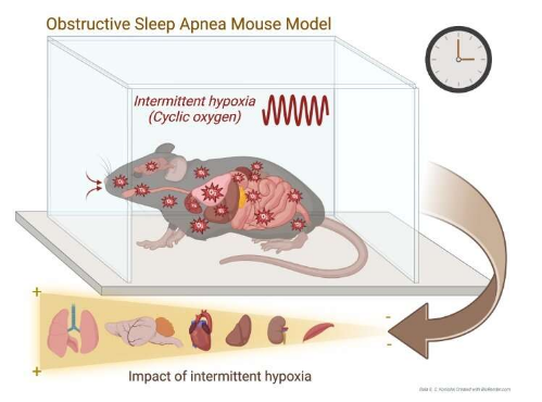 阻塞性睡眠呼吸暂停会破坏小鼠全天的基因活动
