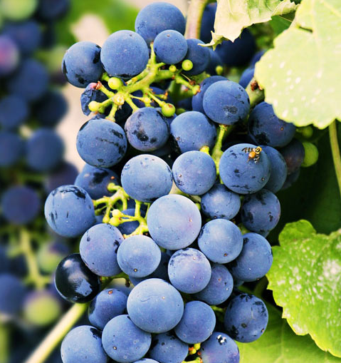 研究表明食用葡萄可调节人体微生物组