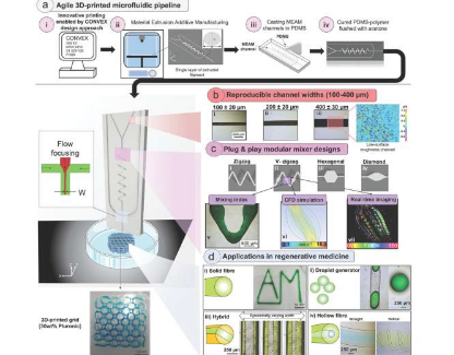 使用 3D 生物打印可以更快 更轻松地创建人工工程器官