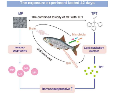 共暴露研究发现微塑料和三苯基锡通过肠-脑轴放大毒性