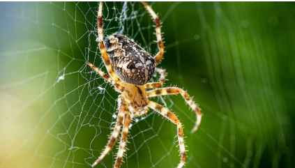 为什么了解蜘蛛如何吐丝可能为治疗阿尔茨海默病提供线索