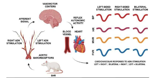 研究心血管疾病进展过程中血压调节的侧向性