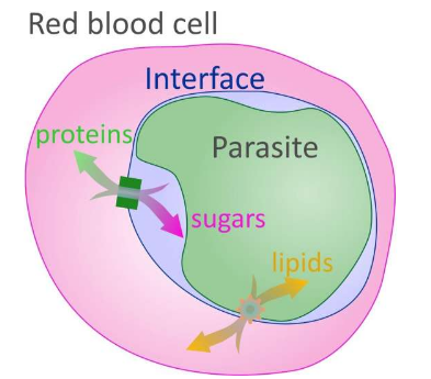 研究人员发现了连接疟原虫和血细胞的新通道