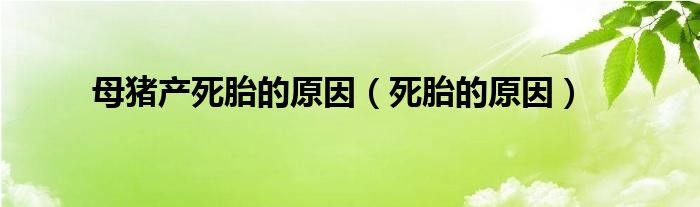 母猪产死胎的原因（死胎的原因）