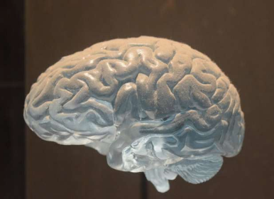 MS：小鼠模型表明脑膜炎症可能蔓延至灰质