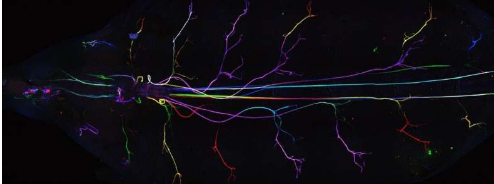 胶质细胞在神经系统中发挥着积极作用