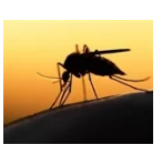 基于mRNA的新型疟疾疫苗在临床前试验中显示出前景