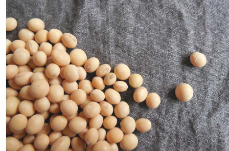 研究人员使用大豆改善骨癌治疗