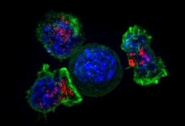 科学家发现了数十种允许癌细胞逃避免疫系统的基因