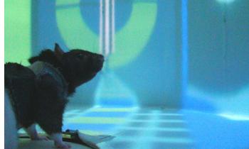 VR迷宫中的老鼠深入了解海马神经元如何学习和记忆