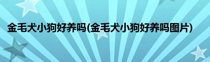 金毛犬小狗好养吗(金毛犬小狗好养吗图片)