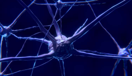 研究人员发现啮齿类动物的大脑回路可能与疼痛的负面情绪有关