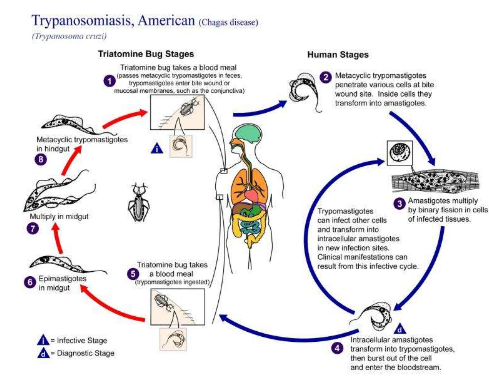更强的治疗方法可以治愈恰加斯病
