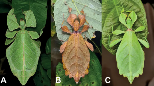 科学家发现 7 种神秘的行走叶子新物种