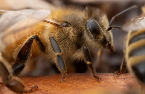 研究人员发现蜜蜂可以比我们更好更快地做出决定