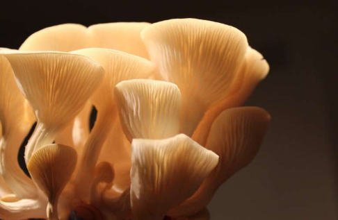 来自甲壳类动物 蘑菇的甲壳素在消化过程中参与免疫系统