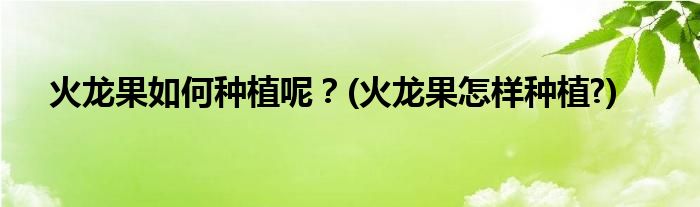 火龙果如何种植呢？(火龙果怎样种植?)