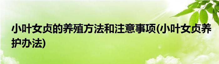 小叶女贞的养殖方法和注意事项(小叶女贞养护办法)