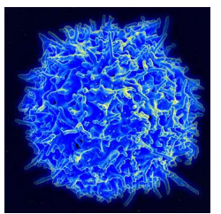 Arf1抑制剂通过影响脂质代谢促进细胞毒性T淋巴细胞向肿瘤的浸润
