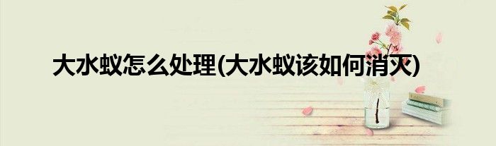 大水蚁怎么处理(大水蚁该如何消灭)