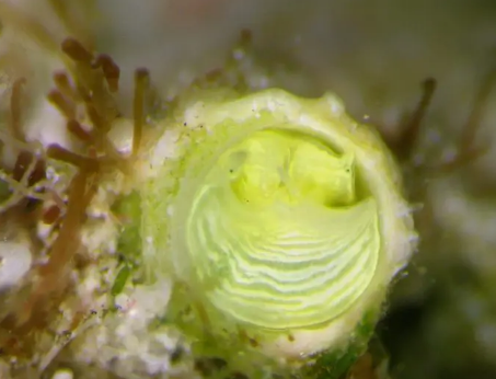 科学家在佛罗里达州发现了新的亮黄色蜗牛物种