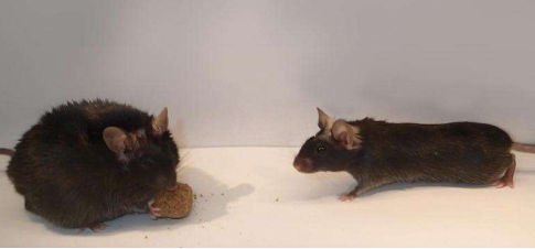 小鼠大脑中发现的细胞发出停止进食的信号