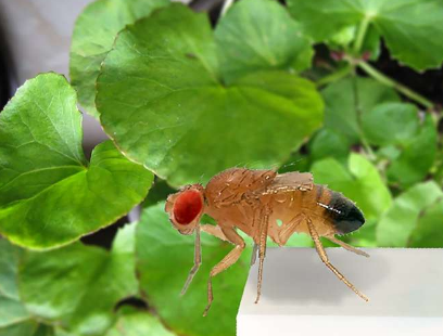 阿育吠陀治疗中使用的天然产品可缓解果蝇的抑郁症状