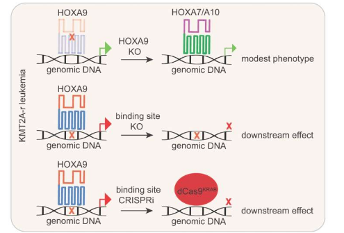 研究揭示了高危儿童白血病中致癌 HOXA9 蛋白的功能靶标