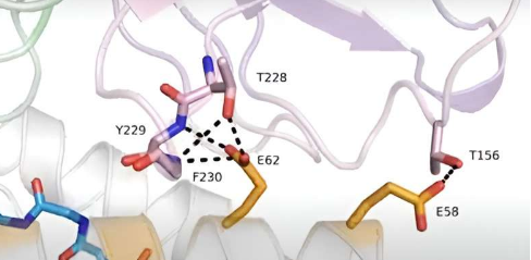 研究人员发现深层结构生物学联系有助于改善 CAR 疗法