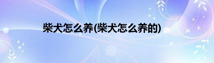柴犬怎么养(柴犬怎么养的)