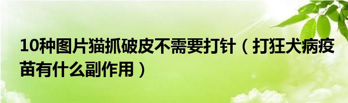 10种图片猫抓破皮不需要打针（打狂犬病疫苗有什么副作用）