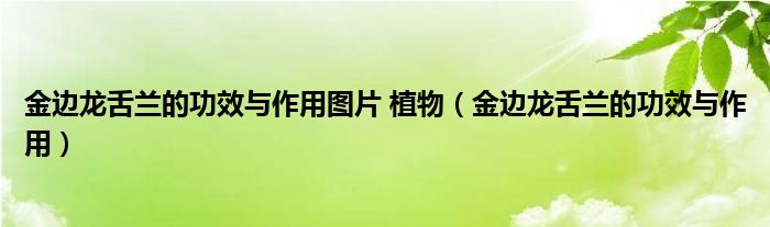 金边龙舌兰的功效与作用图片 植物（金边龙舌兰的功效与作用）