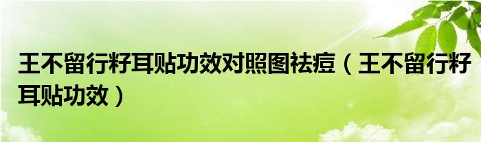 王不留行籽耳贴功效对照图祛痘（王不留行籽耳贴功效）