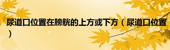 尿道口位置在膀胱的上方或下方（尿道口位置）