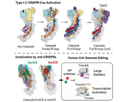 用 CRISPR-Cas3粉碎癌细胞的独特遗传特征