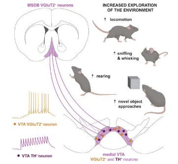 神经元回路揭示了好奇心的生物学基础