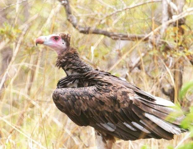 受保护的土地为西非极度濒危秃鹫提供了最后的抵抗力