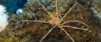 我们终于知道巨型海蜘蛛是如何来到这个世界的