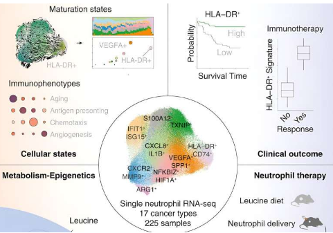 科学家揭开肿瘤中性粒细胞的复杂性 发现治疗子集