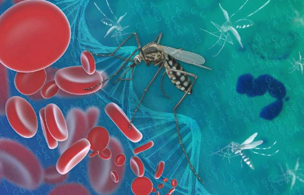 新研究发现疟疾寄生虫利用进化的复制粘贴策略产生遗传多样性