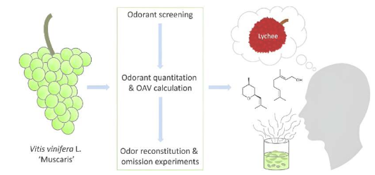 揭示荔枝香气的分子秘密