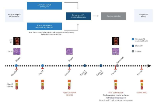 循环肿瘤 DNA 水平可预测免疫疗法治疗胃食管癌的结果