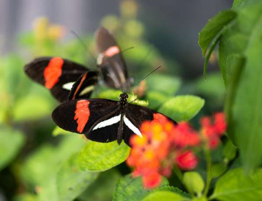 进化生物学家发现了一种影响热带蝴蝶视觉偏好的基因