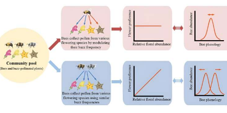 蜂鸣授粉过程中揭示的熊蜂与花卉资源之间的相互作用模式