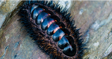 研究人员解开了外壳上长满眼睛的海洋生物之谜