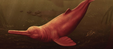 亚马逊河流域曾经有一种不同种类的海豚 而且是一只巨型海豚