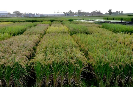机器学习模型证明了气候变化下公共育种对水稻产量的影响