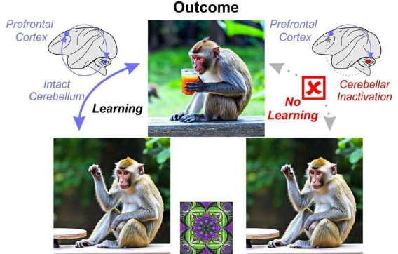 研究表明大脑小脑可以塑造认知