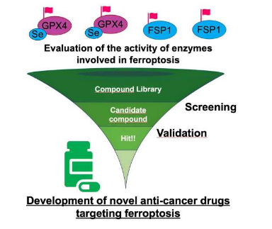 新方法可以评估与癌细胞死亡相关的过程中涉及的酶